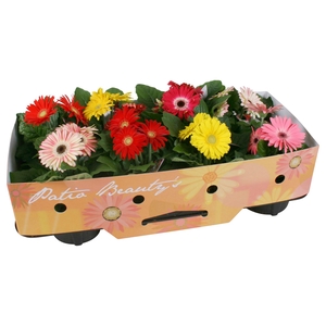 Gerbera patio beauty 12cm 2+bl kraag enkel bloemig