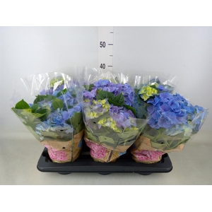 Hydrangea mac. 'Early Blue'