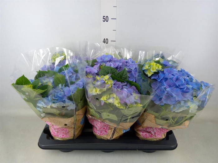 <h4>Hydrangea mac. 'Early Blue'</h4>