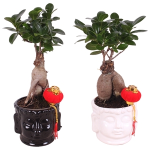 Ficus m. Ginseng pot ø09cm in ø11cm Buddha head Black/White