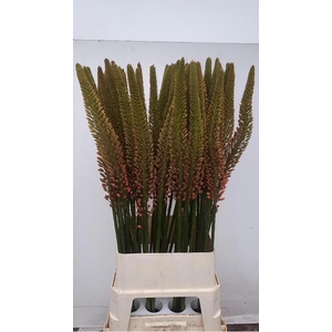 EREMURUS CLEOPATRA