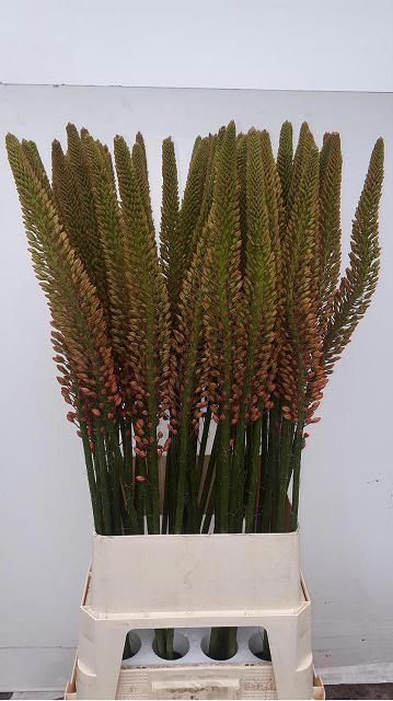 <h4>EREMURUS CLEOPATRA</h4>