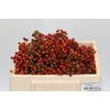 Rozenbottel Autumn Rosefruits