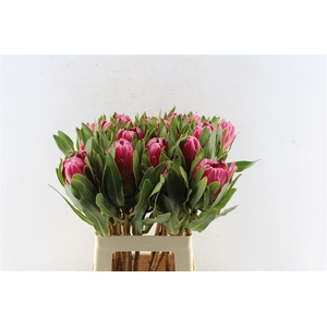 Protea Brenda