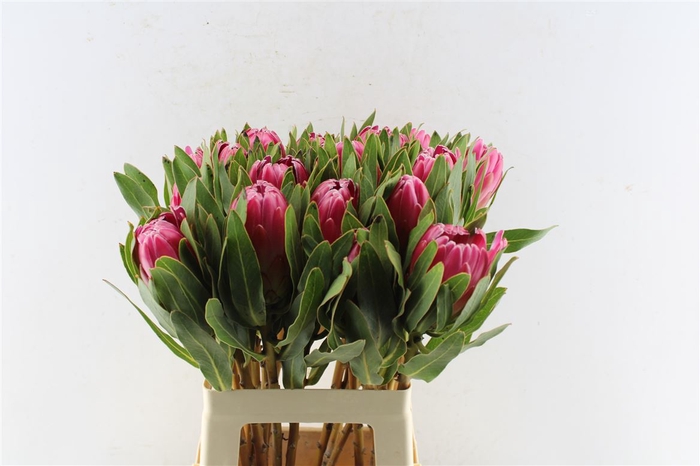 <h4>Protea Brenda</h4>