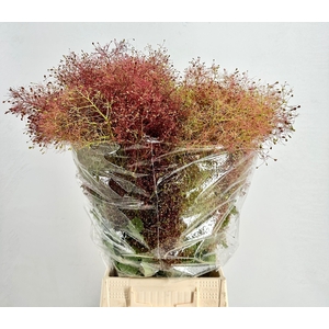 Cotinus Coggygria