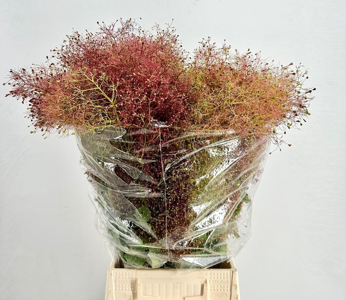 <h4>Cotinus Coggygria</h4>