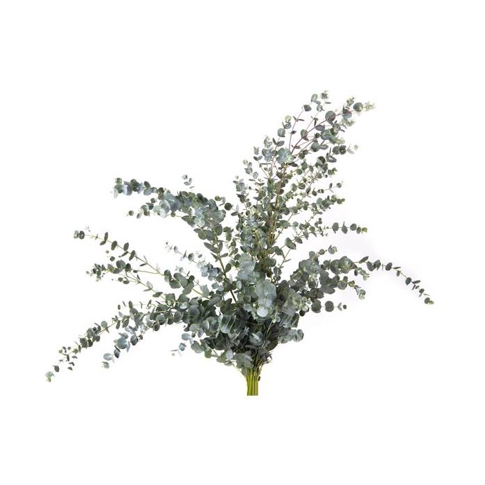 <h4>EUC. GUNNI 300 GR</h4>