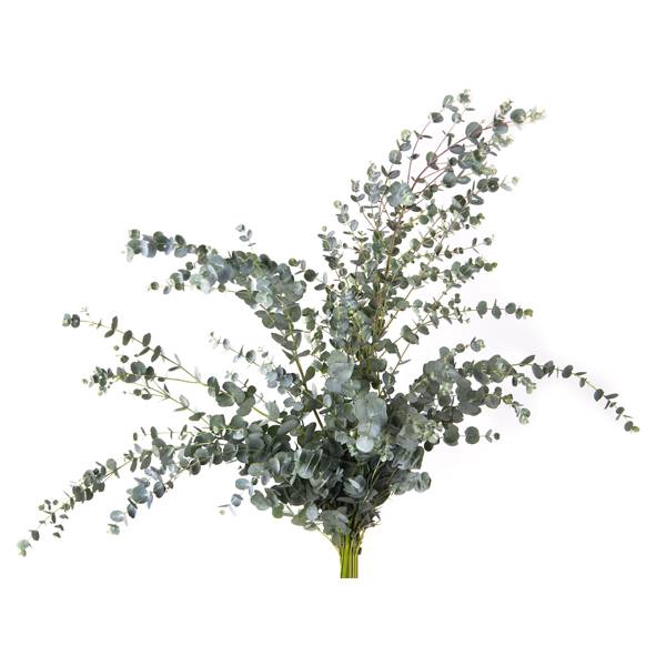 <h4>EUC. GUNNI 300GR</h4>