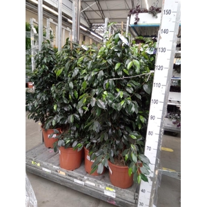 Ficus benja. 'Danielle'