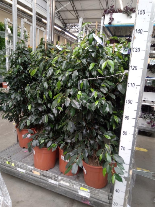 <h4>Ficus benja. 'Danielle'</h4>