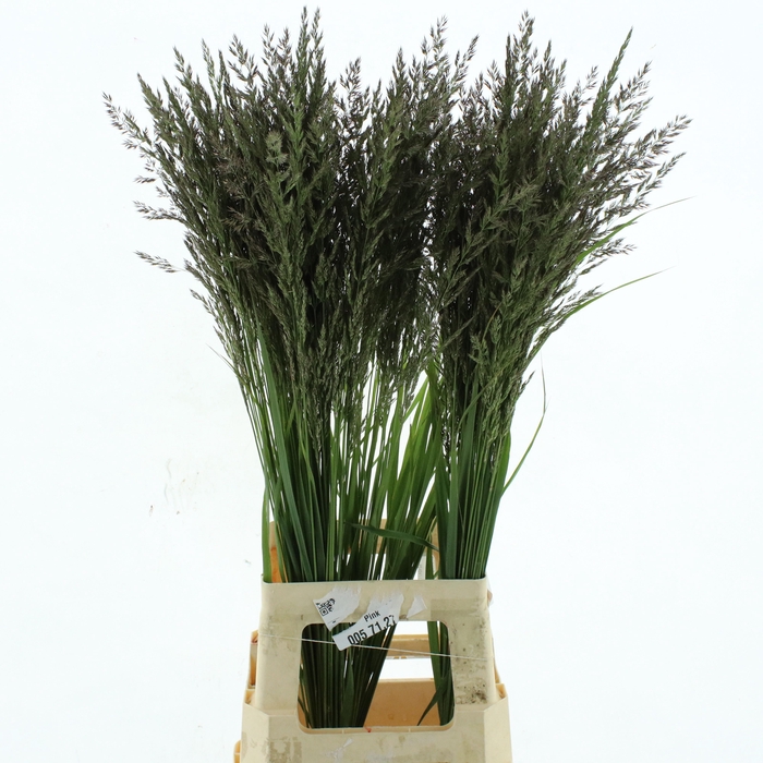 <h4>CALAMAGROSTIS BRACHY</h4>