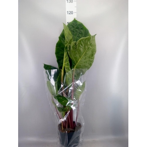 Alocasia   ...
