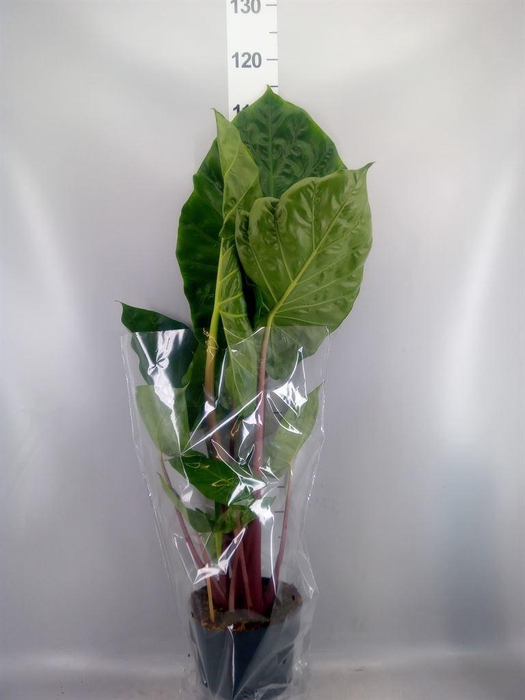 <h4>Alocasia   ...</h4>