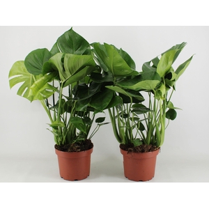 Monstera Deliciosa P21