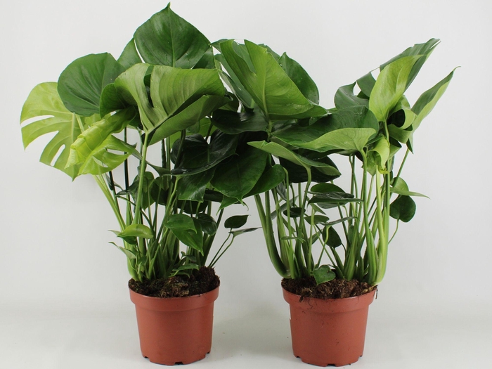 <h4>Monstera Deliciosa P21</h4>