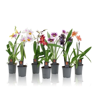 Inca Orchid mix 1 spike 9cm