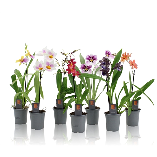 <h4>Inca Orchid mix 1 spike 9cm</h4>