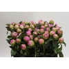 Paeonia Jacorma