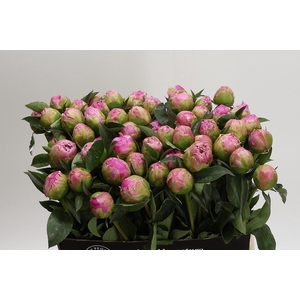 Paeonia Jacorma