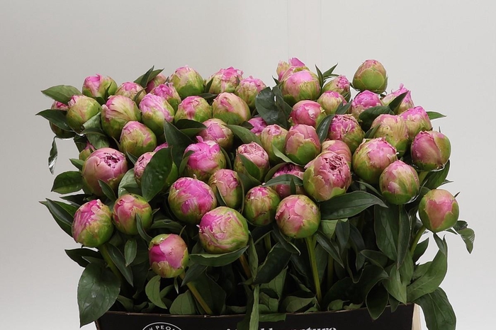 <h4>Paeonia Jacorma</h4>