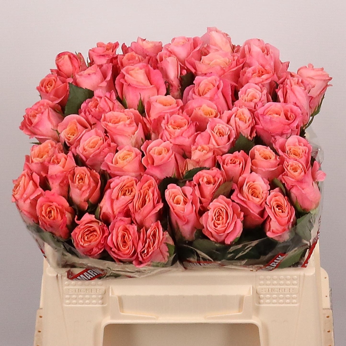 <h4>R GR MISS PIGGY+</h4>