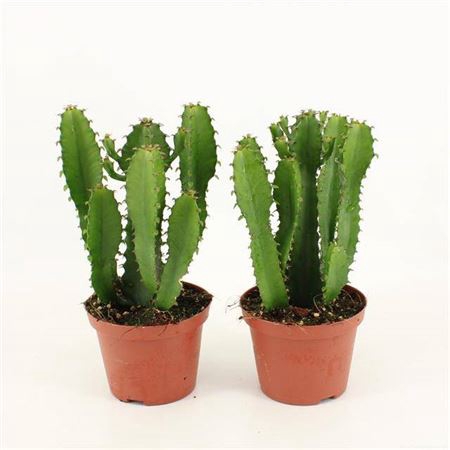 <h4>Euphorbia Triangularis</h4>