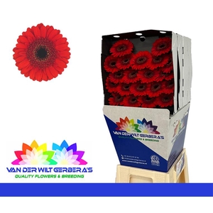 Germini Nirvana Diamond