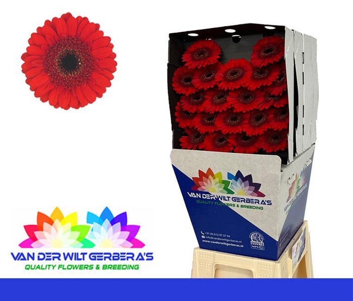 <h4>Germini Nirvana Diamond</h4>