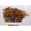 Anigozanthos Gold Fever