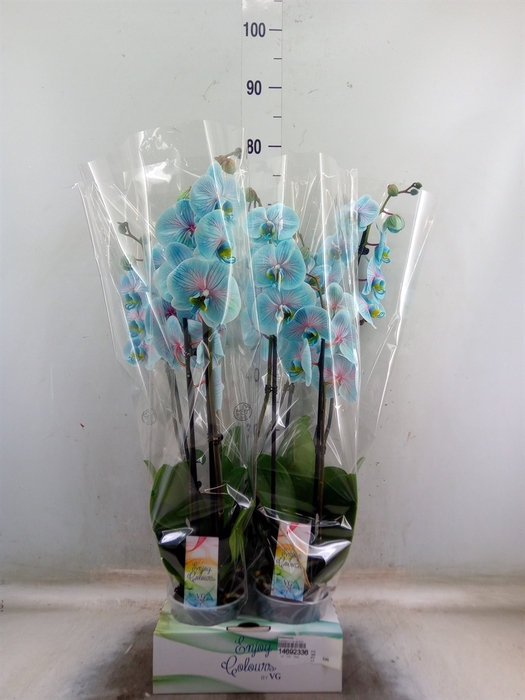 <h4>Phalaenopsis   ...</h4>