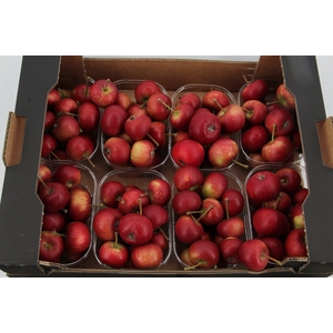 MALUS STARAPPLE IN BOX