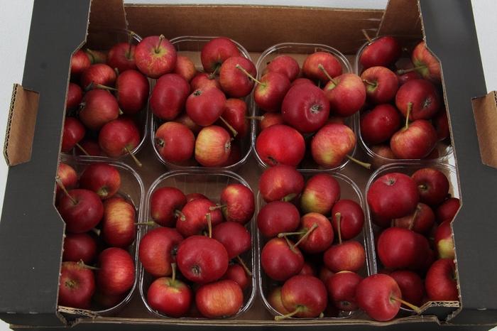 <h4>MALUS STARAPPLE IN BOX</h4>