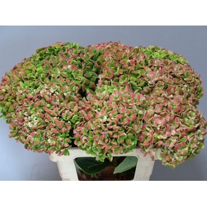 Hydrangea mag coral classic