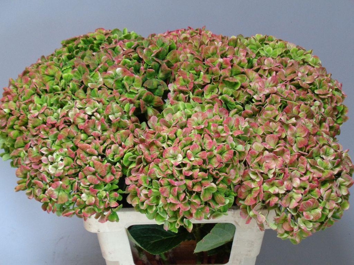 <h4>Hydrangea mag coral classic</h4>