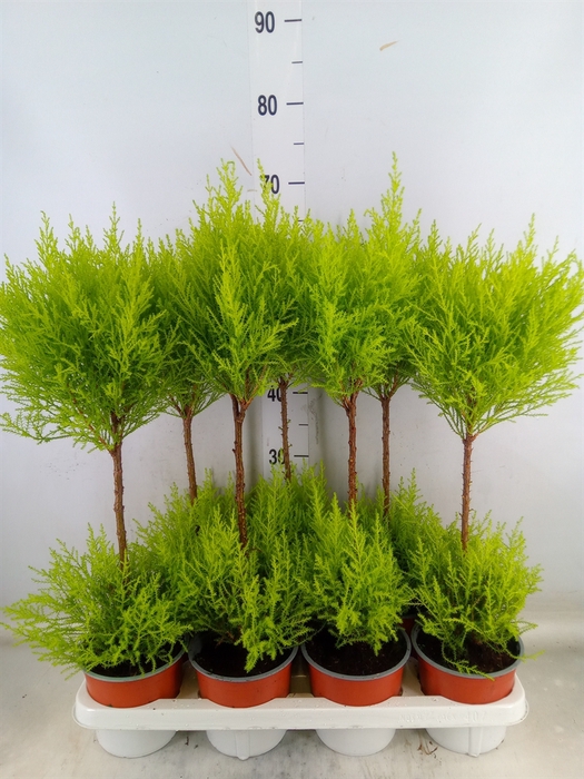 <h4>Cupressus macro. 'Goldcrest Wilma'</h4>