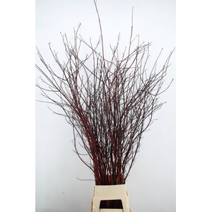 CORNUS ALBA SIBIRICA VERTAKT