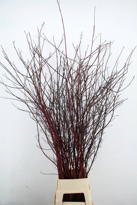 <h4>CORNUS ALBA SIBIRICA VERTAKT</h4>
