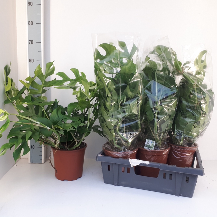 <h4>MONSTERA DEL PICCOLO</h4>