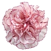 Dianthus St Damascus