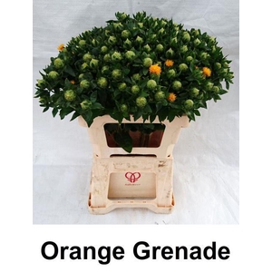 CARTH T ORANGE GRENA