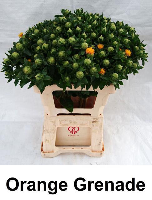 CARTH T ORANGE GRENA