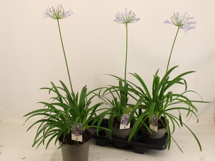 <h4>AGAPA EYDORI BLUE</h4>