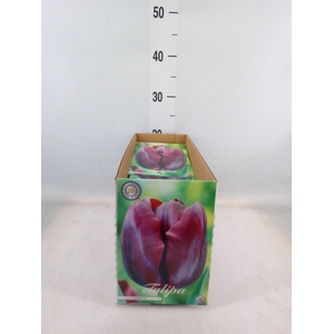 Tulipa   ...flowerbulbs