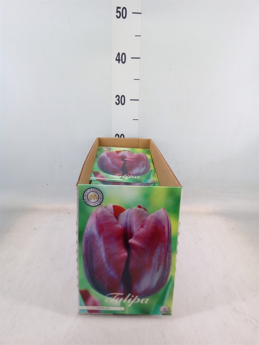 <h4>Tulipa   ...flowerbulbs</h4>