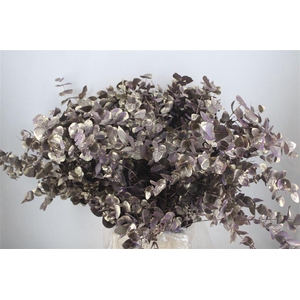 Euca Cinerea Antique Milka 200gr P Bunch