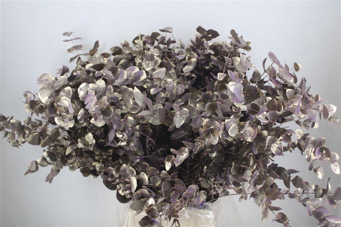 <h4>Euca Cinerea Antique Milka 200gr P Bunch</h4>