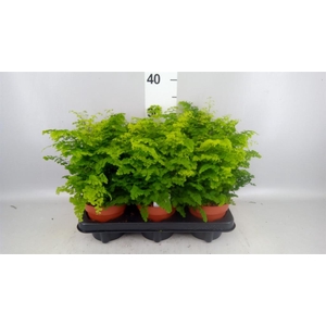 Adiantum raddi. 'Fritz-Luthi'