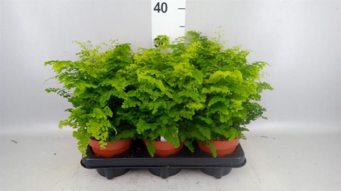 <h4>Adiantum raddi. 'Fritz-Luthi'</h4>