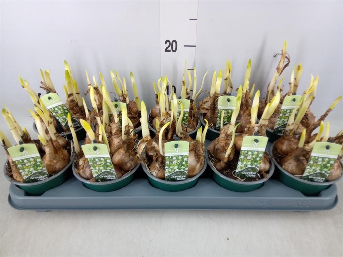 <h4>Leucojum aestivum</h4>